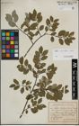 Foto von Salix myrsinifolia Salisb.